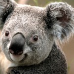 Profile picture of Daniel Mba
